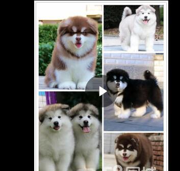 合肥热门犬舍常年出售宠物狗 品种齐全 保证健康纯种 合肥热门犬舍常年出售宠物狗 品种齐全 保证健康纯种